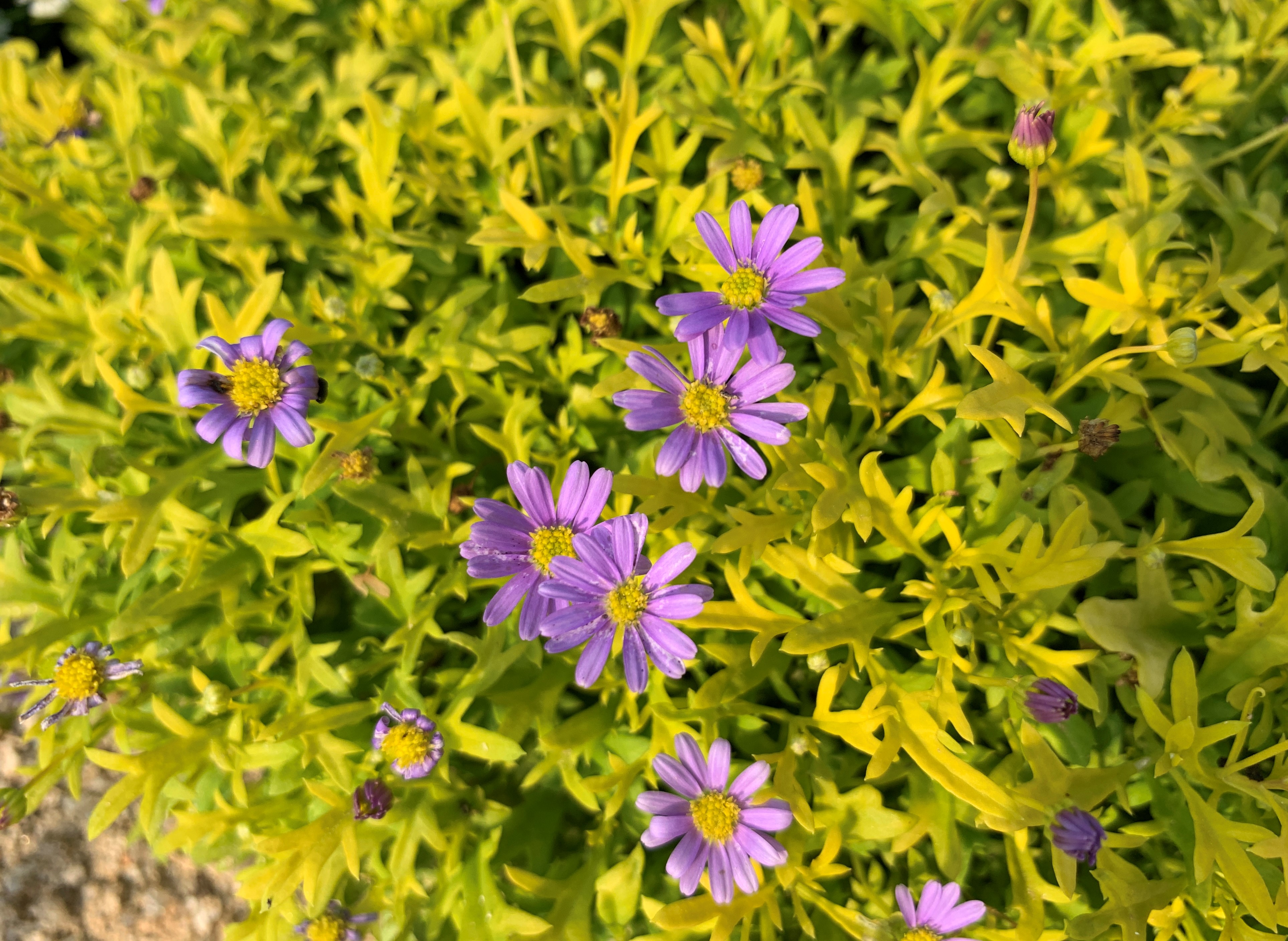 하늘국화 1종 골드매트 (2).JPG